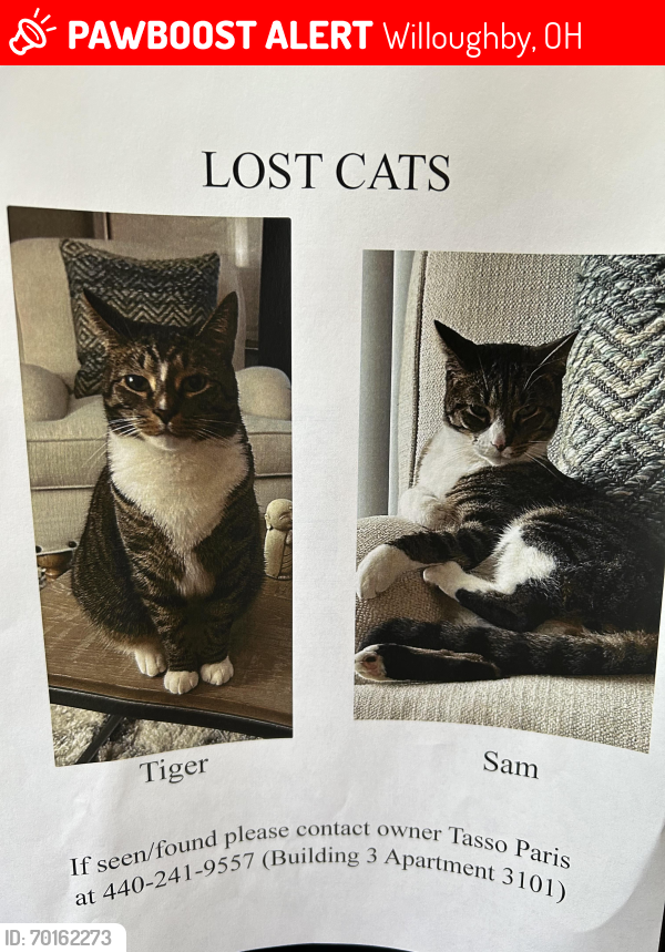 Lost Male Cat last seen Mentor Avenue and Erie Street, Willoughby, OH 44094