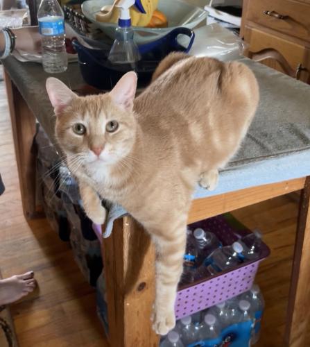 Lost Male Cat last seen East Rosedale and South Franklin, West Chester, PA 19383