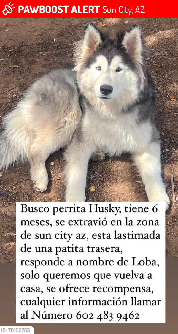Lost Female Dog last seen Dinero road sun city , Sun City, AZ 85373