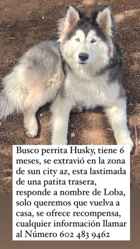 Lost Female Dog last seen Dinero road sun city , Sun City, AZ 85373