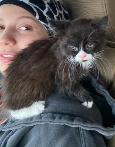 Lost Female Cat last seen Between butler and s 12th street , Easton, PA 18042