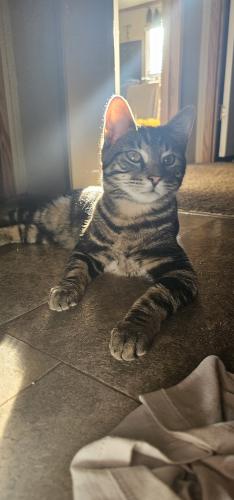 Lost Male Cat last seen Greer rd, Mabank, TX 75147