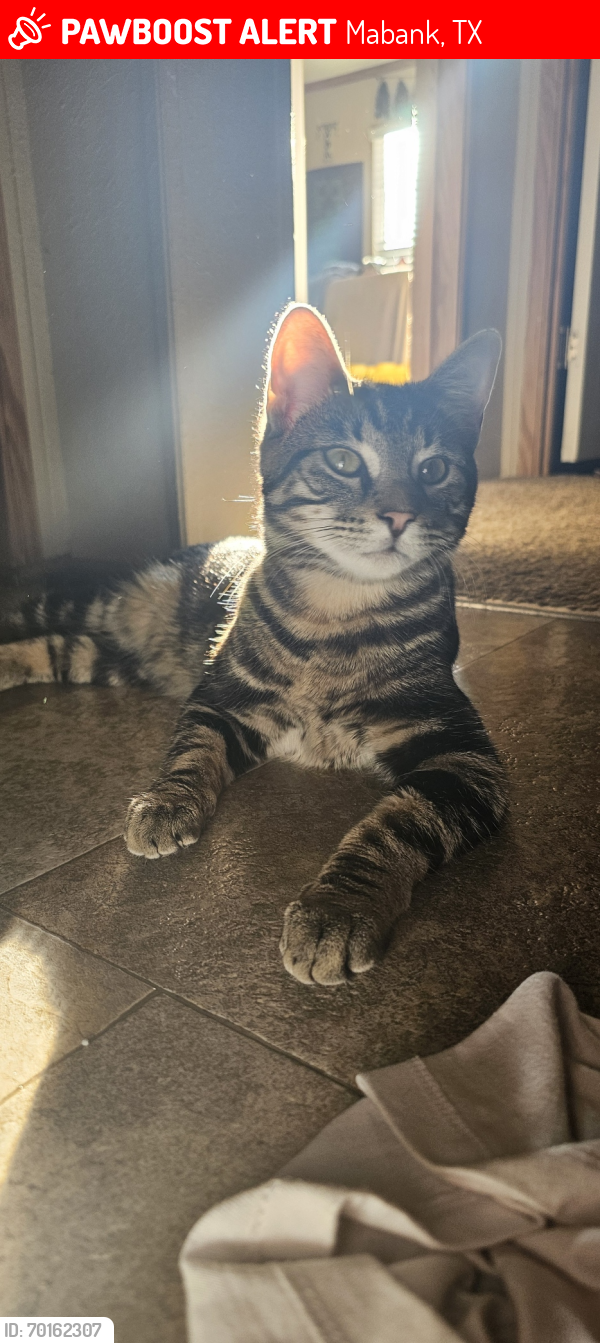 Lost Male Cat last seen Greer rd, Mabank, TX 75147
