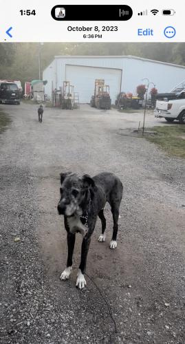 Lost Male Dog last seen 67th st & Woodson, Kansas City, MO 64133