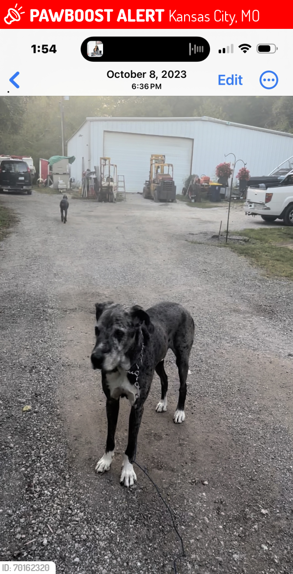 Lost Male Dog last seen 67th st & Woodson, Kansas City, MO 64133