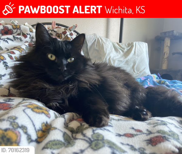 Lost Female Cat last seen Central and Tyler, Wichita, KS 67212