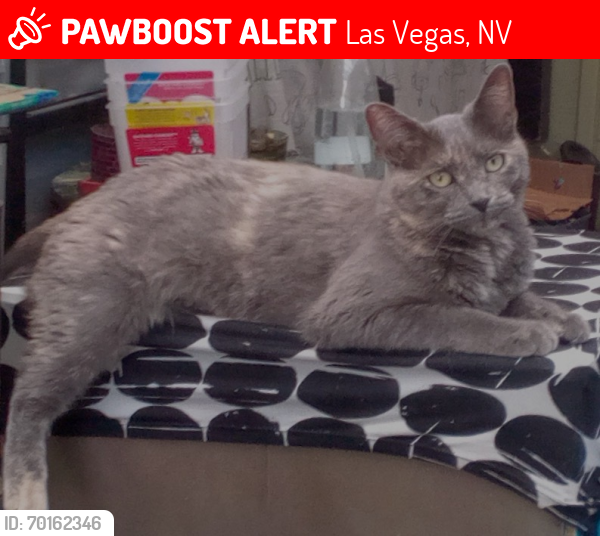 Lost Female Cat last seen Tropicana and Santa Barbara on Syracuse Dr, Las Vegas, NV 89121