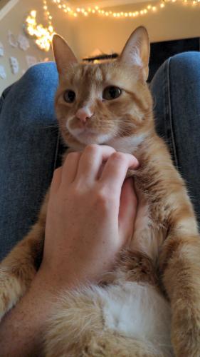 Lost Male Cat last seen Forest drive loop, college Station, TX 77840, College Station, TX 77840