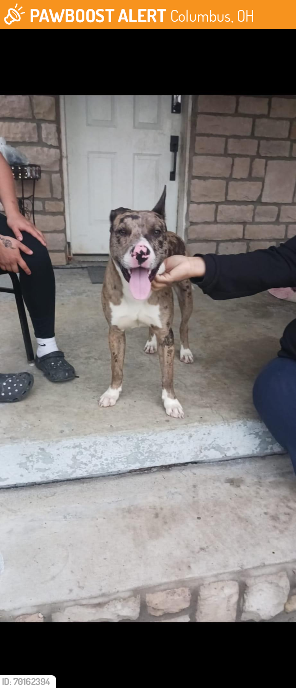 Found/Stray Male Dog last seen Sullivant and Midland Ave , Columbus, OH 43204