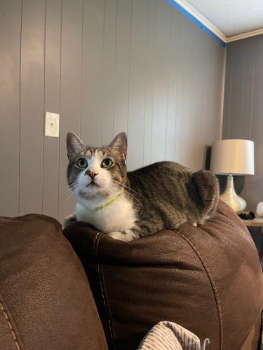 Lost Male Cat last seen Sw 20th Ave an sw 38th twrr, Gainesville, FL 32607