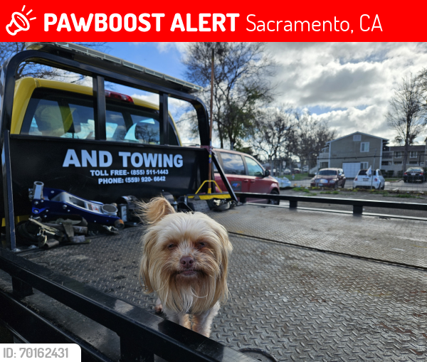 Lost Female Dog last seen Florin road. Sacramento, Sacramento, CA 95823