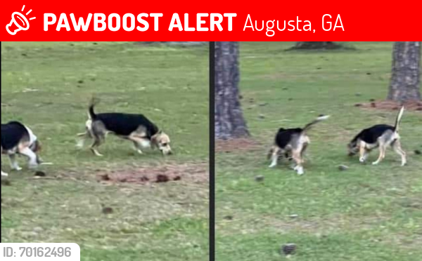 Lost Female Dog last seen mike padget and brown rd, Augusta, GA 30906