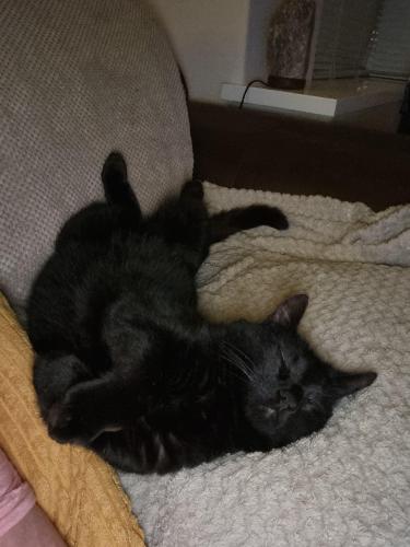 Lost Male Cat last seen 222,Moore Ave Bradford Bd74hp , Wibsey, England 