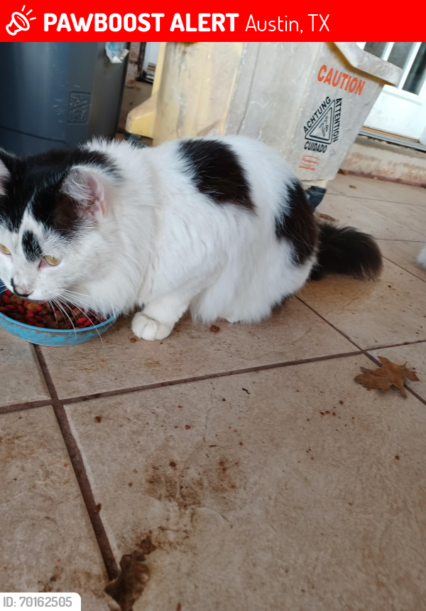 Lost Male Cat last seen Springdale and 290, Austin, TX 78754