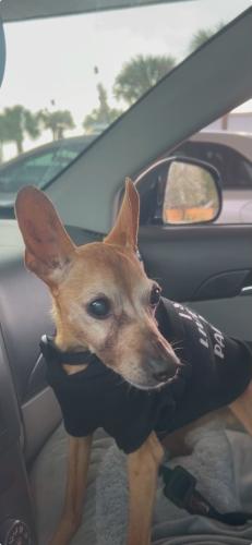 Lost Male Dog last seen Candler and Tilson , Decatur, GA 30032