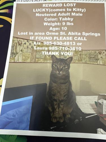 Lost Male Cat last seen Hey 59, Abita Springs, LA 70420