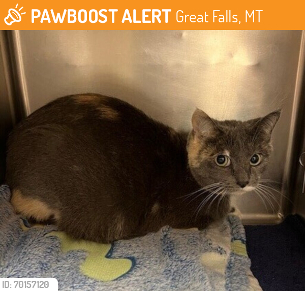 Shelter Stray Female Cat last seen Near 3rd Avenue S, GREAT FALLS, MT, 59405, Great Falls, MT 59401