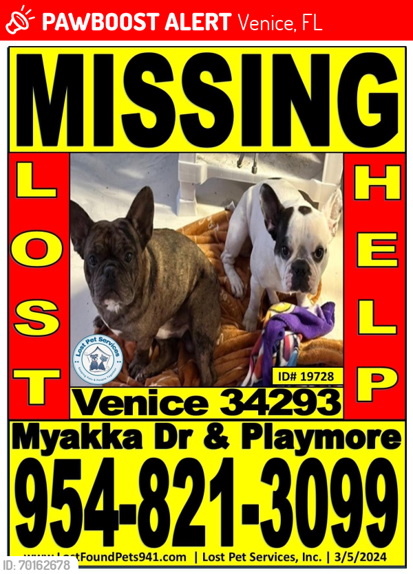 Lost Female Dog last seen playmore and myakka, Venice, FL 34293