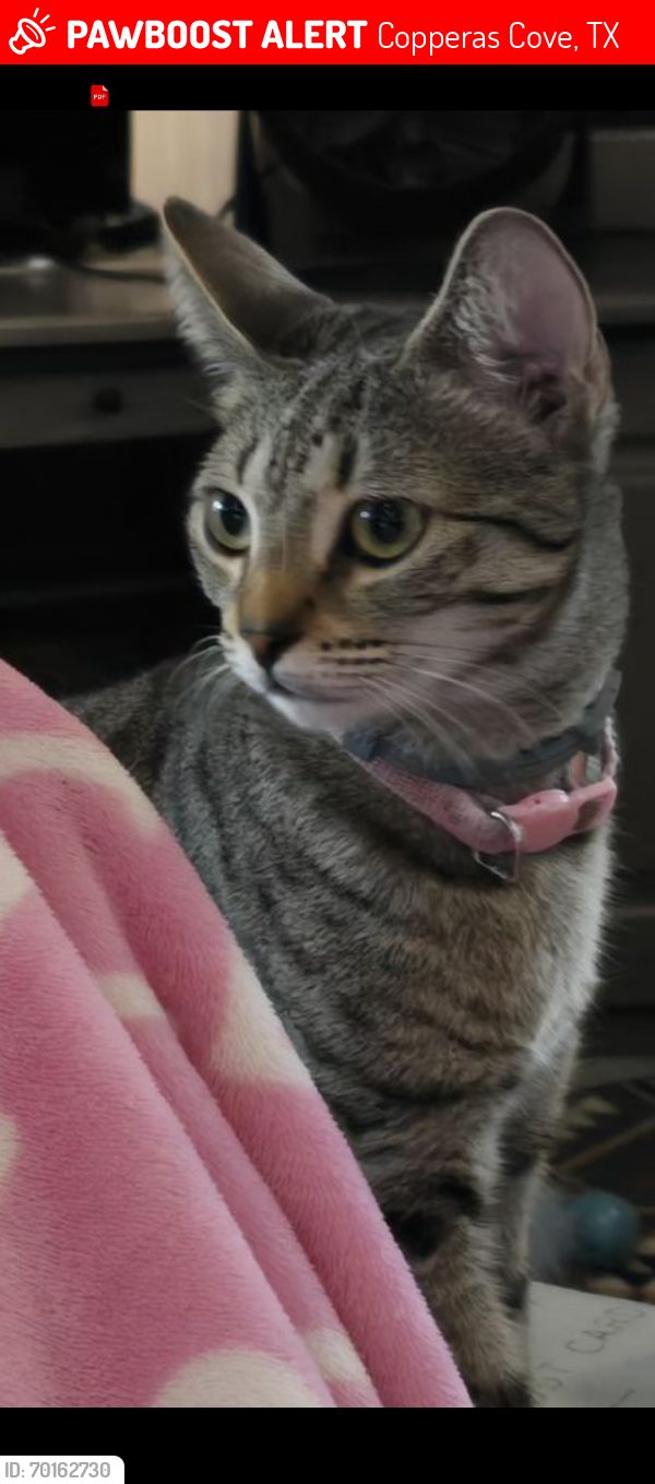 Lost Female Cat last seen Near Mary Jane Circle, Copperas Cove, TX 76522