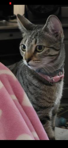 Lost Female Cat last seen Near Mary Jane Circle, Copperas Cove, TX 76522