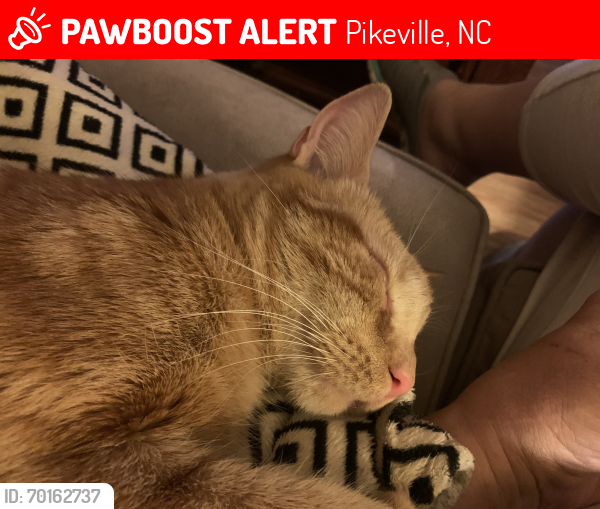 Lost Male Cat last seen Just South of Pikeville Princeton Road, Pikeville, NC 27863