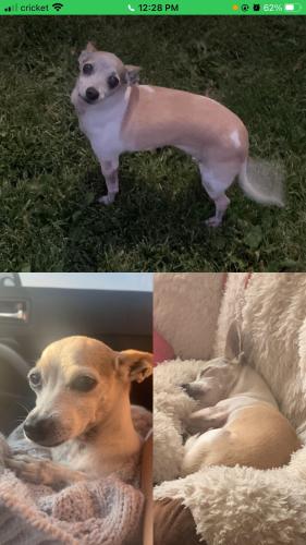 Lost Female Dog last seen JUST WEST OF JUAN TABO JUST SOUTH OF CONSTITUTION  AVE NE , Albuquerque, NM 87112