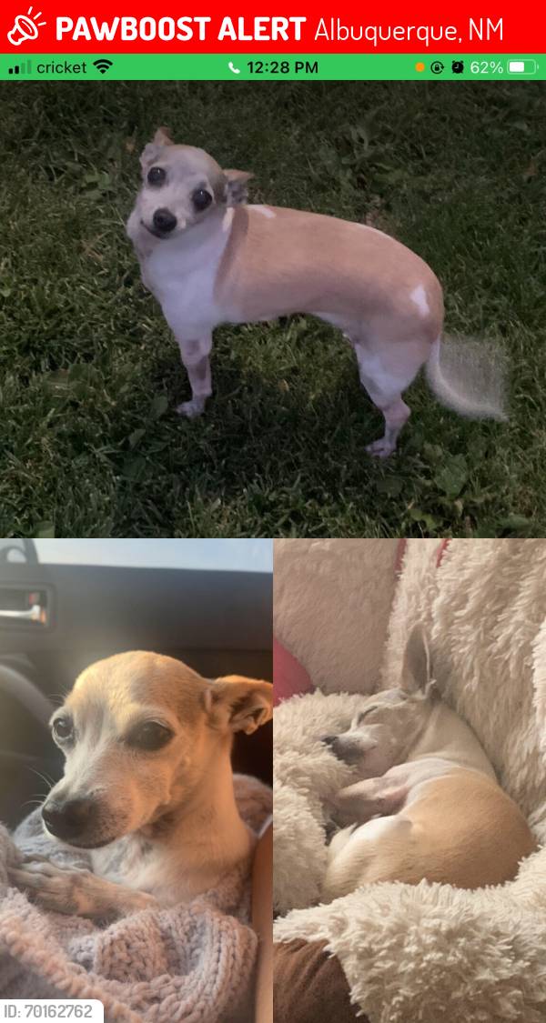 Lost Female Dog last seen JUST WEST OF JUAN TABO JUST SOUTH OF CONSTITUTION  AVE NE , Albuquerque, NM 87112