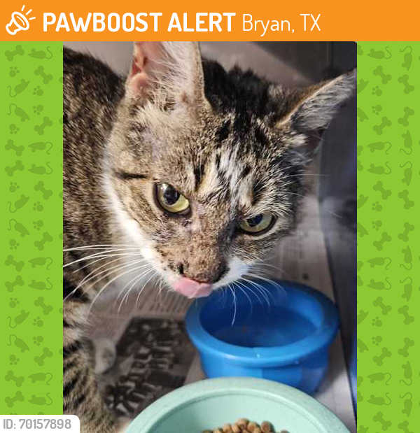 Shelter Stray Female Cat last seen College Station, TX , Bryan, TX 77807