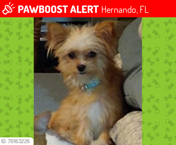 Lost Female Dog last seen Route 41 or 48, Hernando, FL 34442