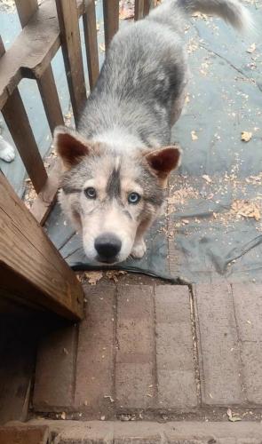 Lost Male Dog last seen he ran off into the woods , Gastonia, NC 28086