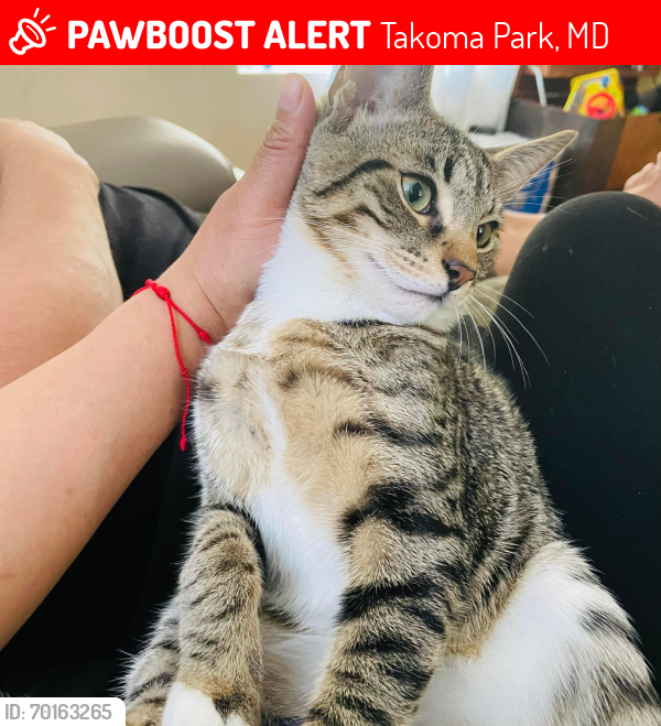 Lost Male Cat last seen Near Holton lane takoma park, Takoma Park, MD 20912