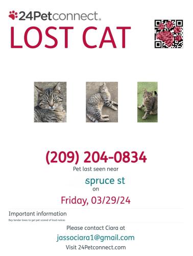 Lost Male Cat last seen Martin luther king park, Modesto, CA 95351