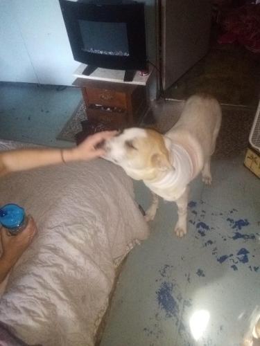 Lost Male Dog last seen At the second hse on foxtrot nearest to point cedar, Hot Spring County, AR 71929