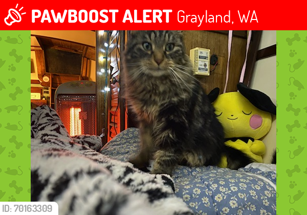 Lost Male Cat last seen Ewart st and Schmid st, Grayland, WA 98547