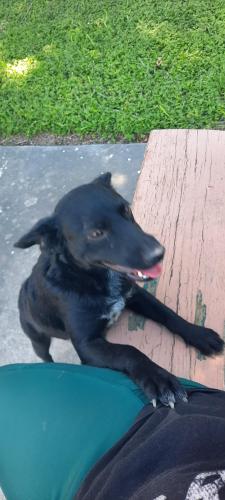 Found/Stray Female Dog last seen Linda Vista apts, behind stripes, Brownsville, TX 78521