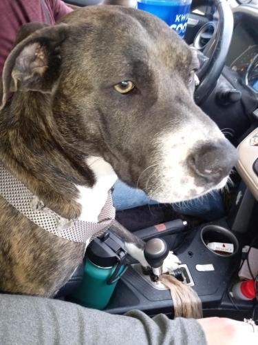 Lost Male Dog last seen Cederbluff Knoxville , Knoxville, TN 37923
