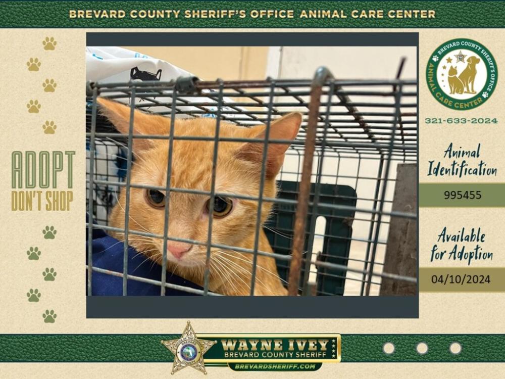 Shelter Stray Male Cat last seen Near Challenger Avenue, TITUSVILLE, FL, 32780, Melbourne, FL 32934