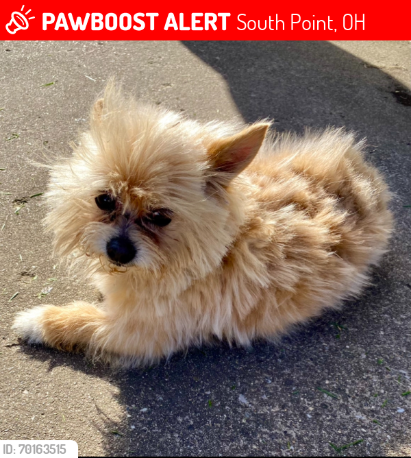 Lost Male Dog last seen Solida Road/Sand Road, South Point, OH 25507