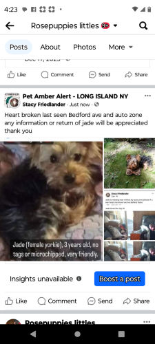 Lost Female Dog last seen Montauk hwy, Mastic, NY 11950