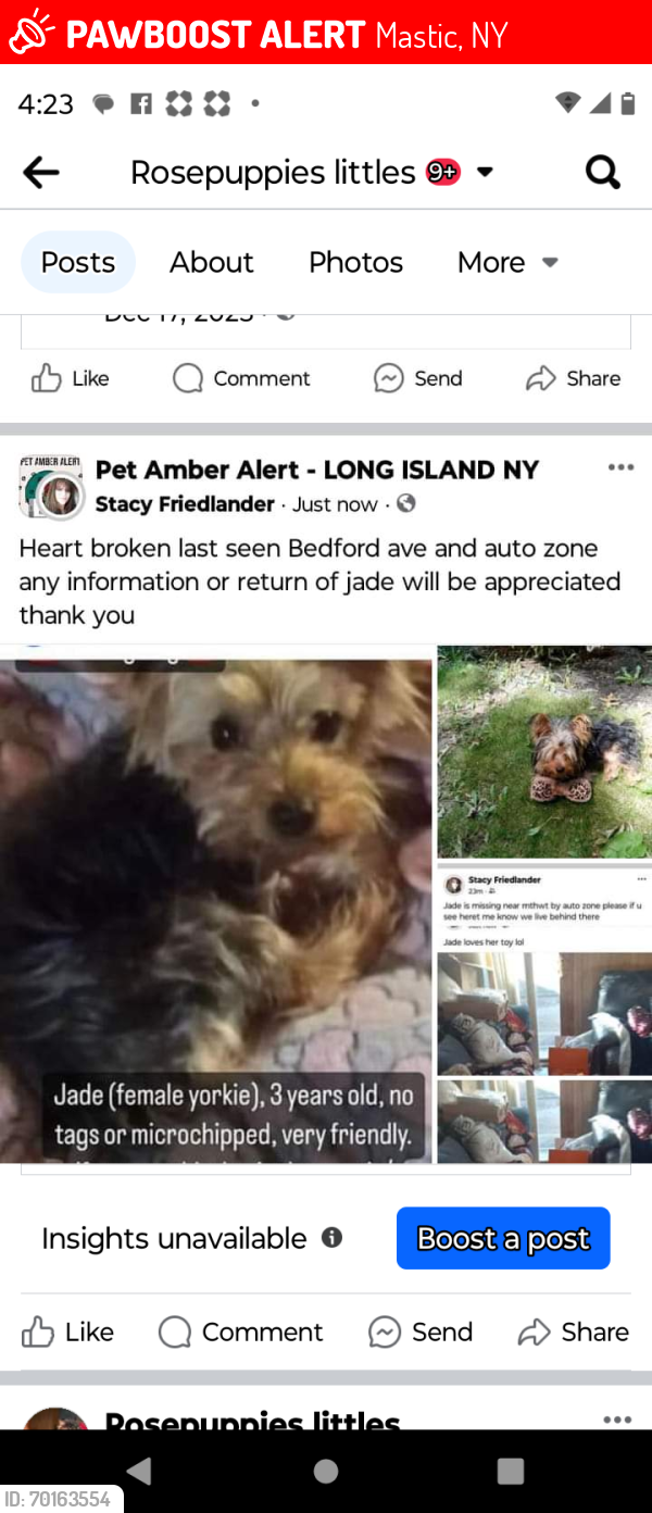 Lost Female Dog last seen Montauk hwy, Mastic, NY 11950