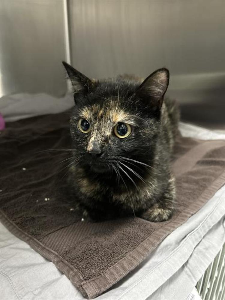 Shelter Stray Female Cat last seen ABANDOMENT AT SHELTER, Bakersfield, CA 93307