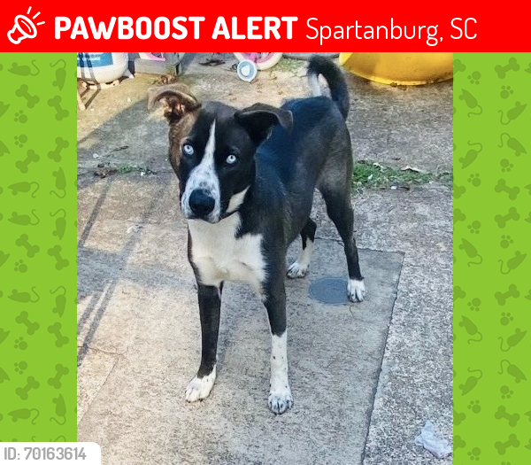 Lost Male Dog last seen Lone Oak St. Spartanburg, SC 29303, Spartanburg, SC 29301