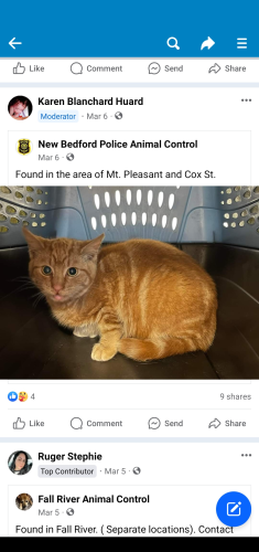 Lost Male Cat last seen Canonicus St , Fall River, MA 02723