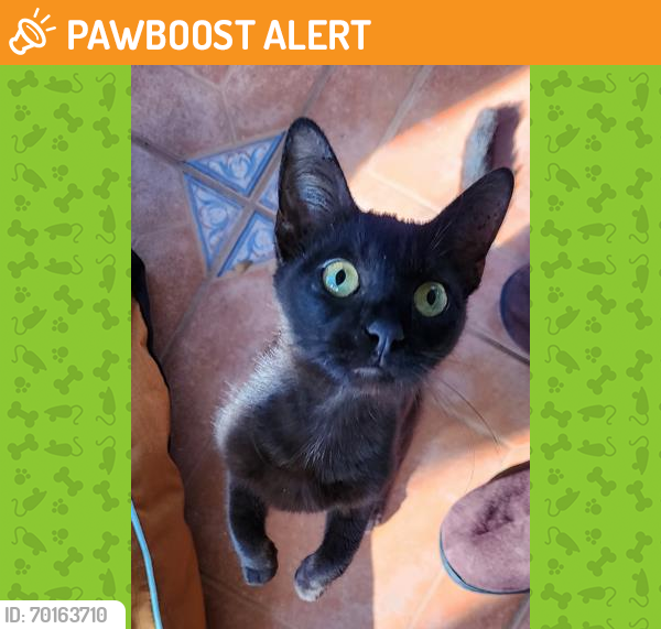 Shelter Stray Male Cat last seen ROBINWOOD ST/TIDEWATER ST LEESBURG 34748, Tavares, FL 32778