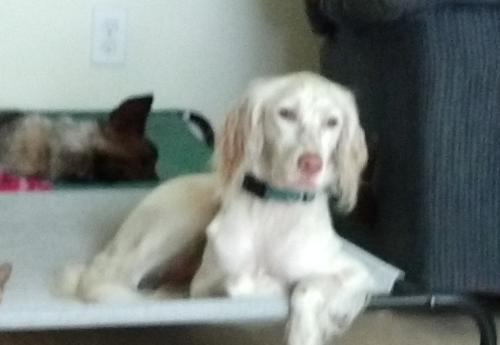 Lost Female Dog last seen Utes and Reading, Titusville, FL 32796