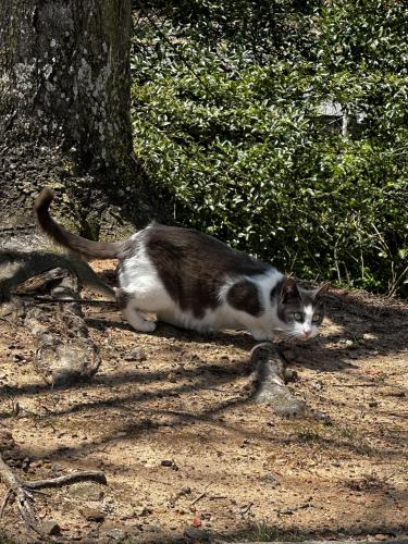 Found/Stray Unknown Cat last seen Red Oak Village apmt complex on Epps Bridge Road, Athens, GA 30606