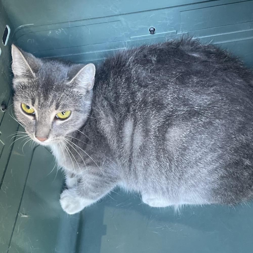 Shelter Stray Female Cat last seen , Dickinson, TX 77539