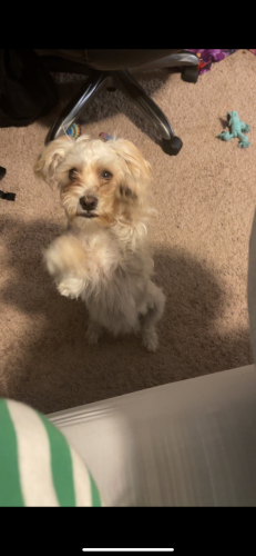 Lost Male Dog last seen 28th and vancouver, Little Rock, AR 72204