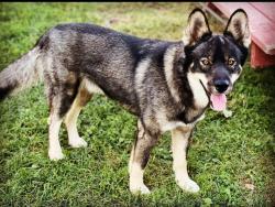 Lost Male Dog last seen Close to Northern Quest Casino Airway Heights WA, Spokane, WA 99001