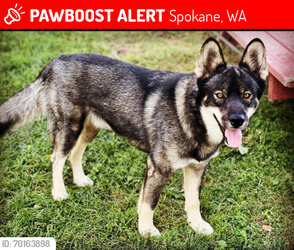 Lost Male Dog last seen Close to Northern Quest Casino Airway Heights WA, Spokane, WA 99001